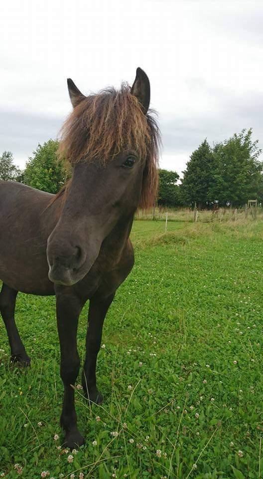 Islænder kreistgeir fra lundsgaard billede 4