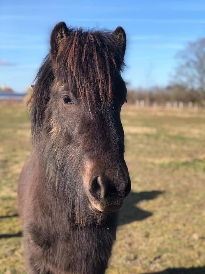 Islænder kreistgeir fra lundsgaard billede 3