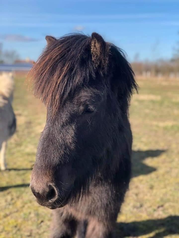 Islænder kreistgeir fra lundsgaard billede 5