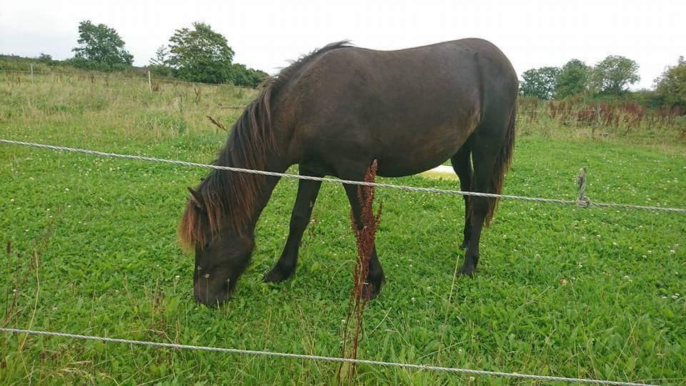 Islænder kreistgeir fra lundsgaard billede 6