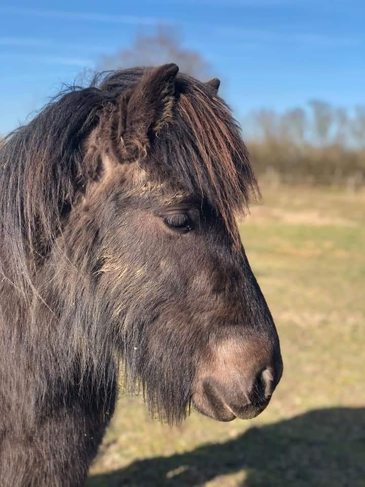 Islænder kreistgeir fra lundsgaard billede 7