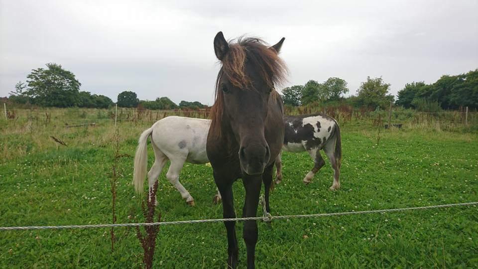 Islænder kreistgeir fra lundsgaard billede 8