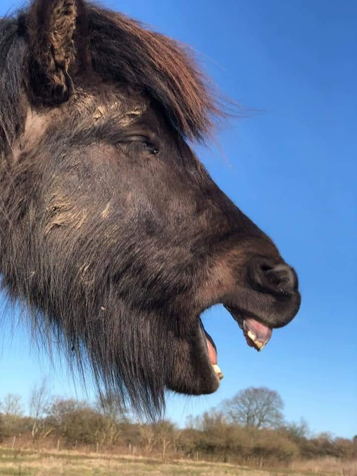 Islænder kreistgeir fra lundsgaard billede 9