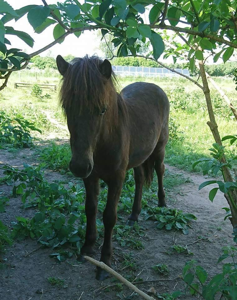 Islænder kreistgeir fra lundsgaard billede 10