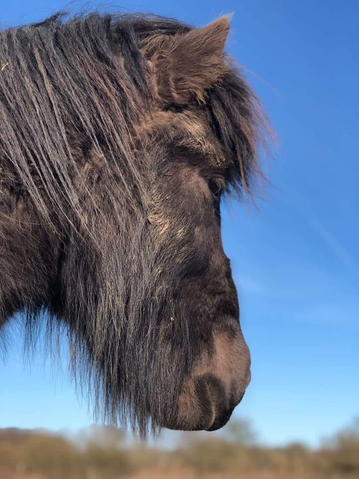 Islænder kreistgeir fra lundsgaard billede 11