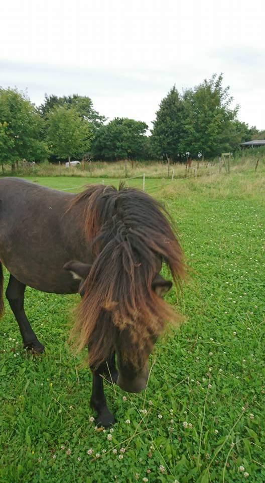 Islænder kreistgeir fra lundsgaard billede 12
