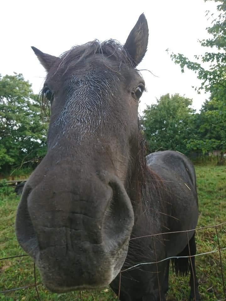 Islænder kreistgeir fra lundsgaard billede 14