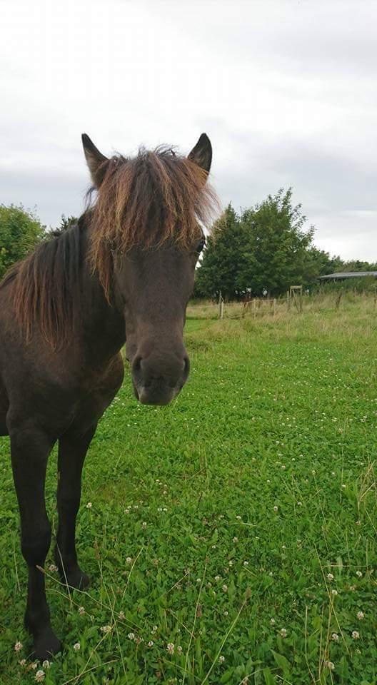 Islænder kreistgeir fra lundsgaard billede 15