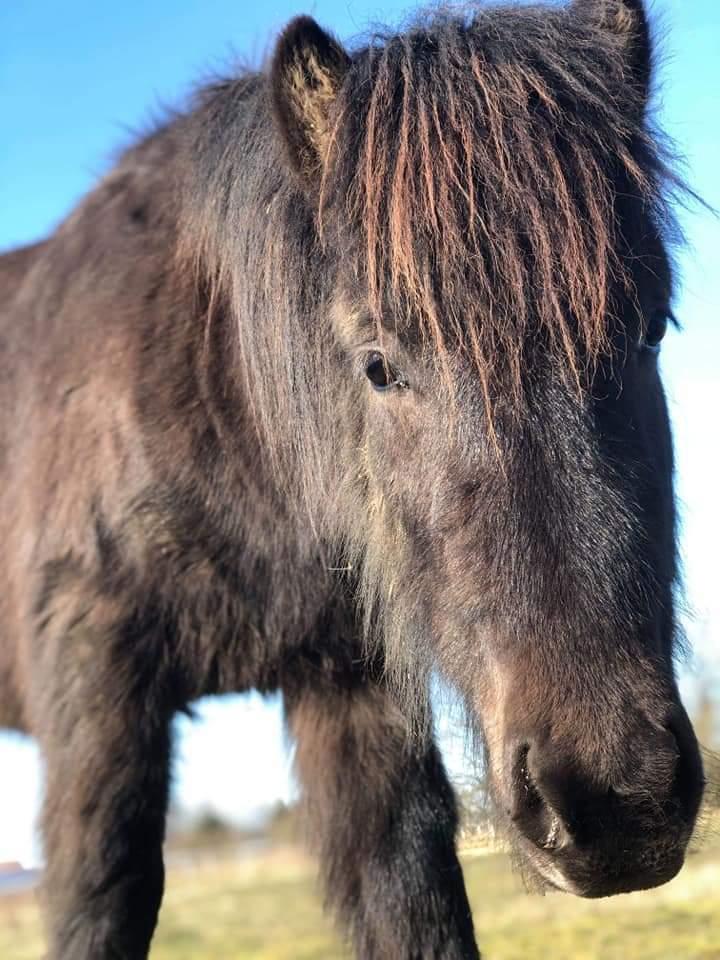 Islænder kreistgeir fra lundsgaard billede 2