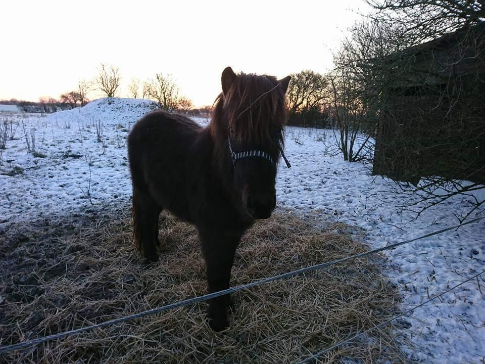 Islænder kreistgeir fra lundsgaard billede 16