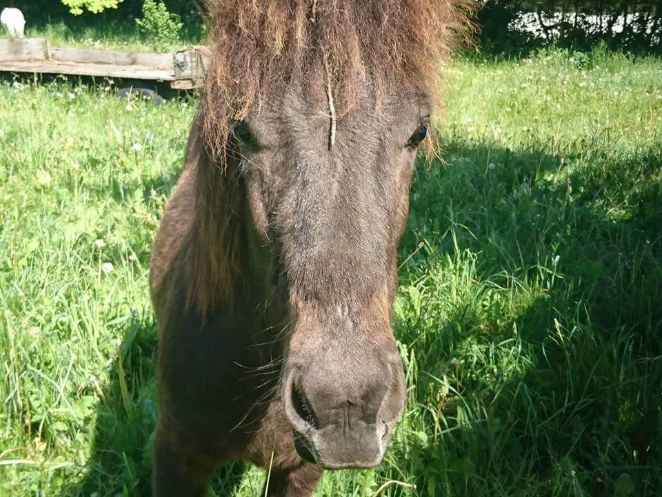 Islænder kreistgeir fra lundsgaard billede 1