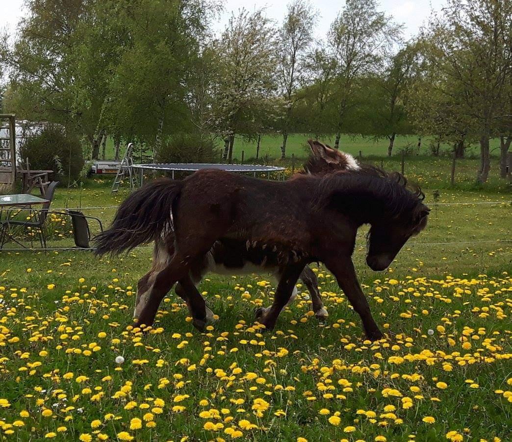 Islænder kreistgeir fra lundsgaard billede 18