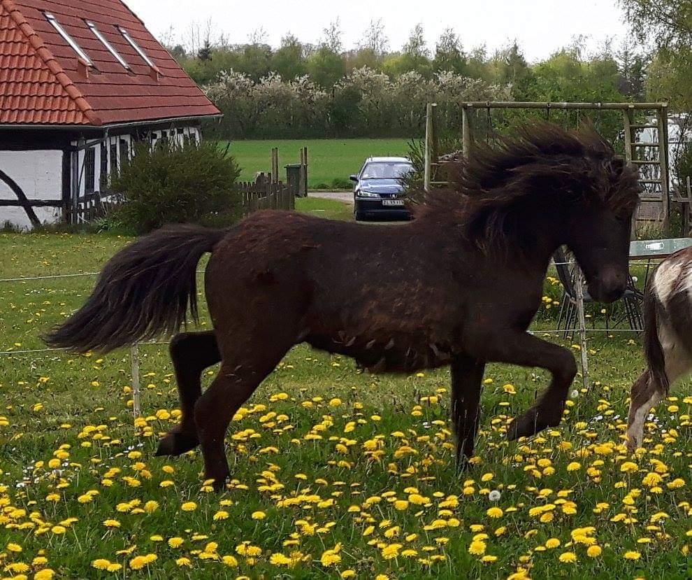 Islænder kreistgeir fra lundsgaard billede 17