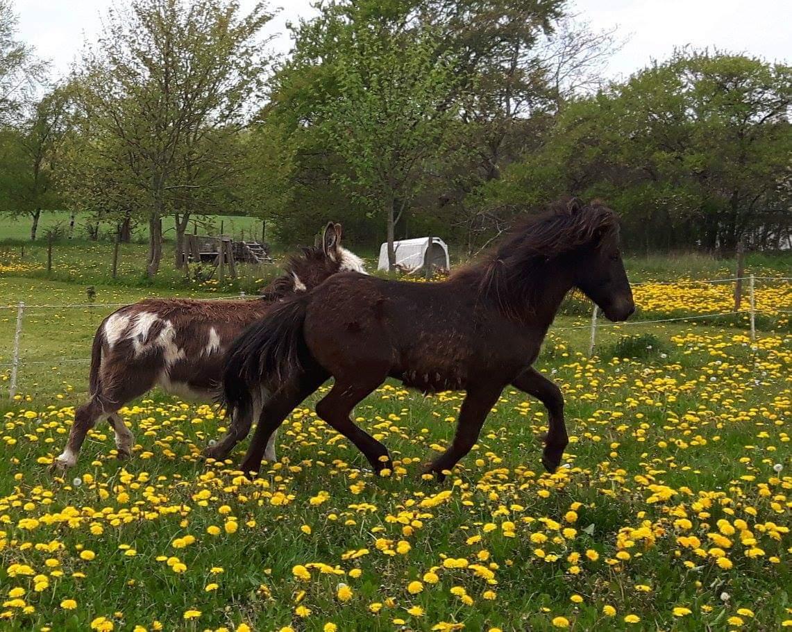 Islænder kreistgeir fra lundsgaard billede 19