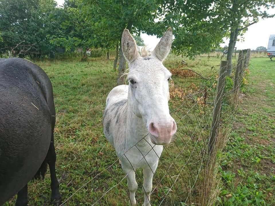 Anden særlig race ztormi billede 4