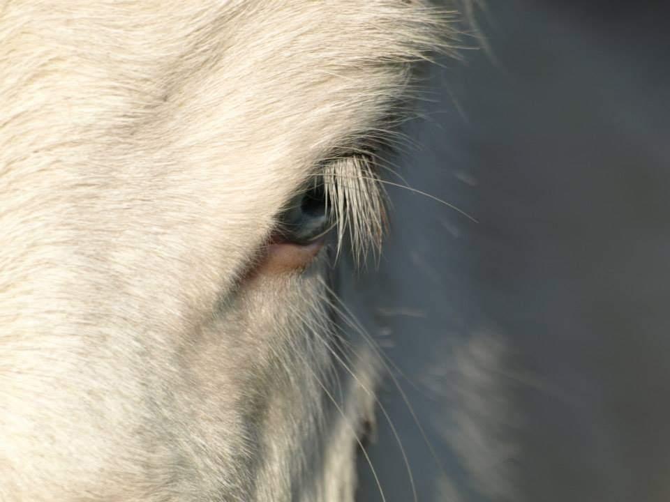 Anden særlig race ztormi billede 1