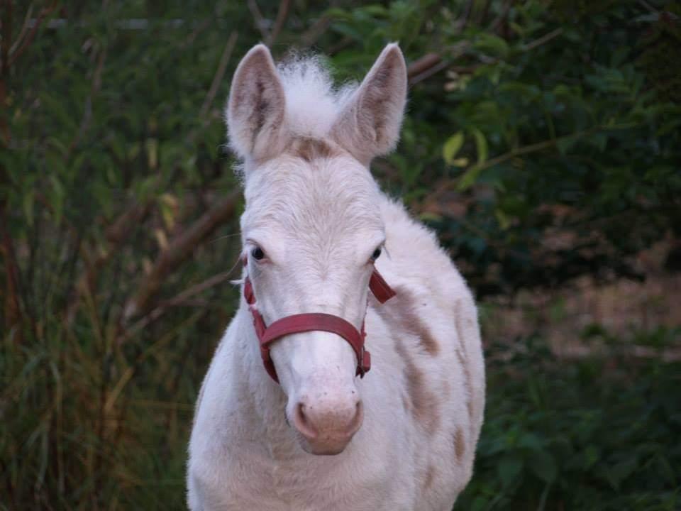 Anden særlig race ztormi billede 3