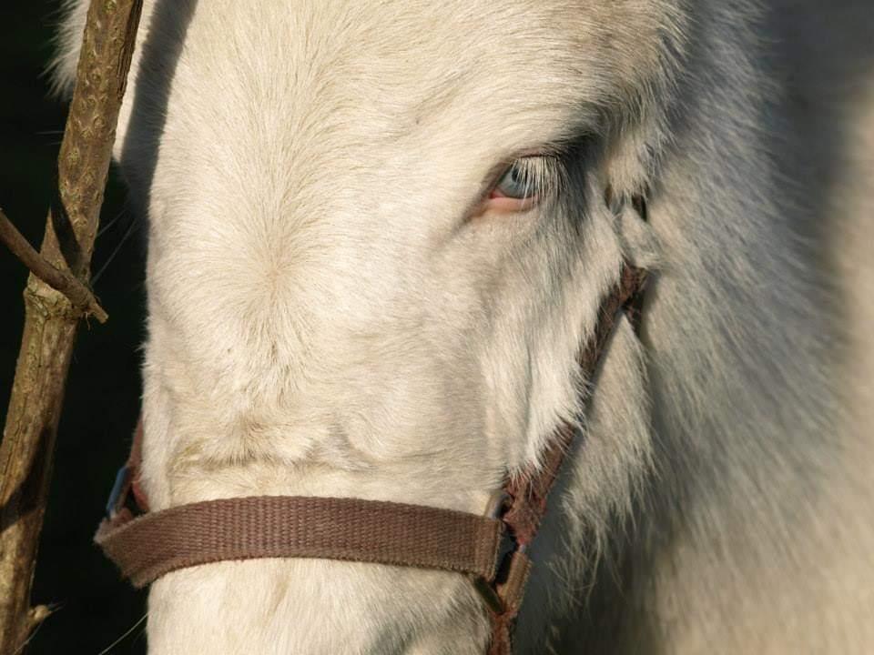 Anden særlig race ztormi billede 5