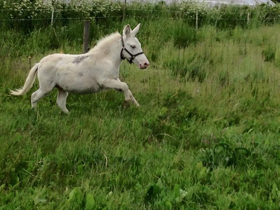 Anden særlig race ztormi billede 6
