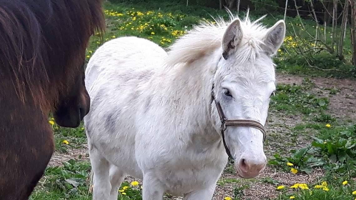 Anden særlig race ztormi billede 7