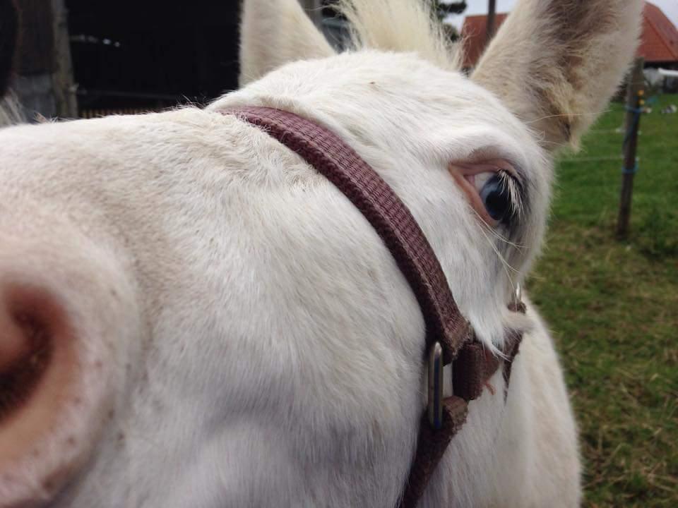 Anden særlig race ztormi billede 8