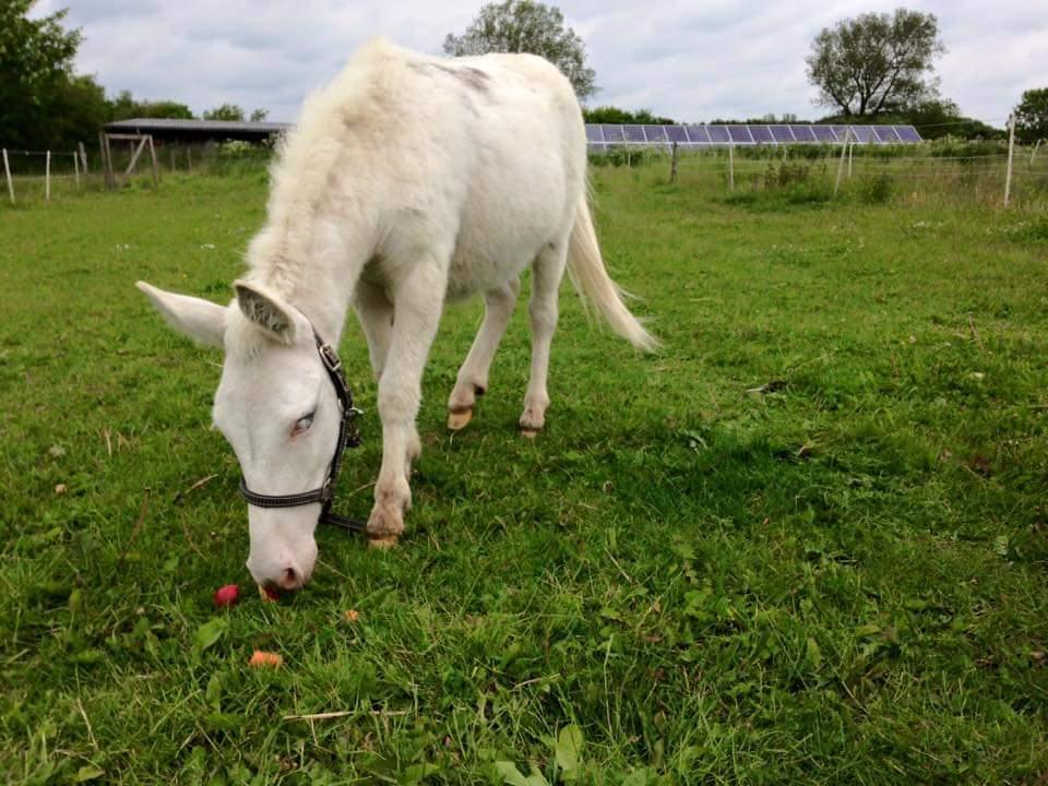 Anden særlig race ztormi billede 9