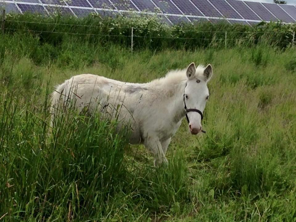 Anden særlig race ztormi billede 10