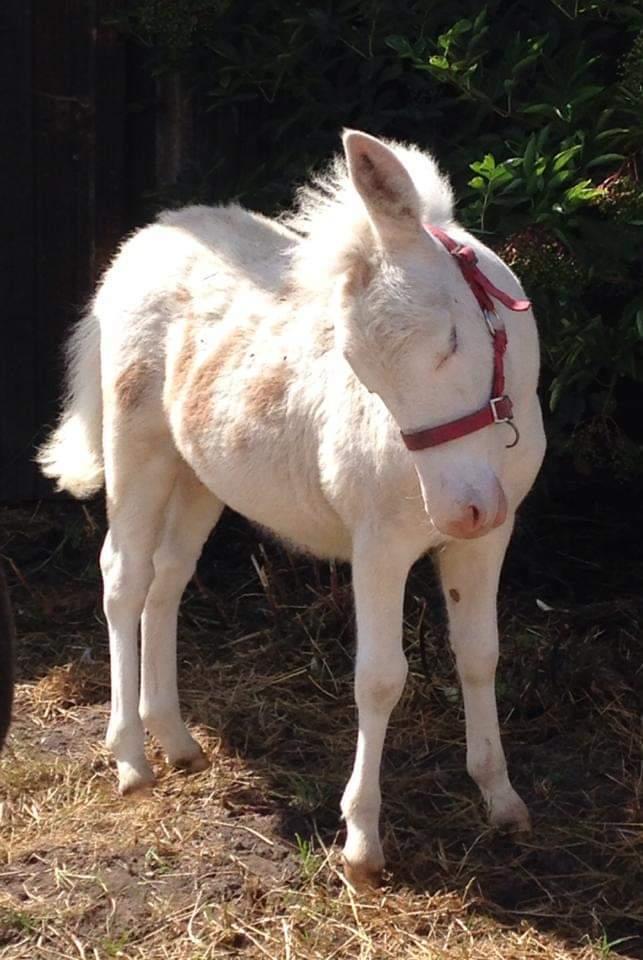 Anden særlig race ztormi billede 11
