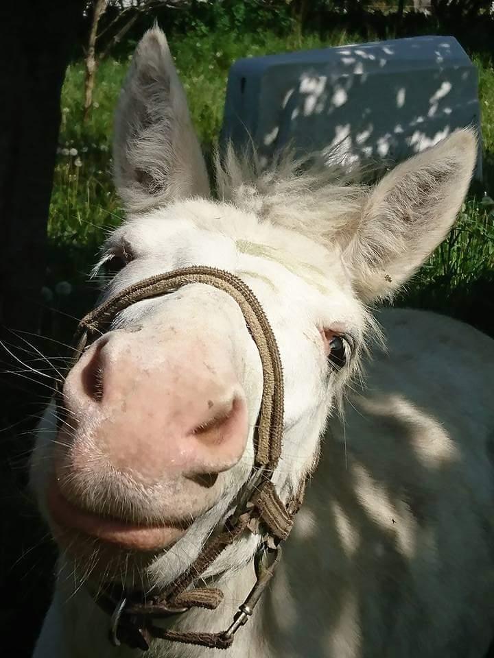 Anden særlig race ztormi billede 2