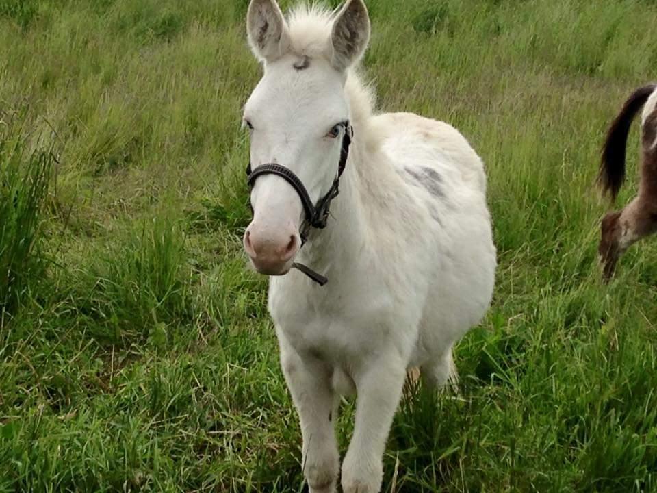 Anden særlig race ztormi billede 12