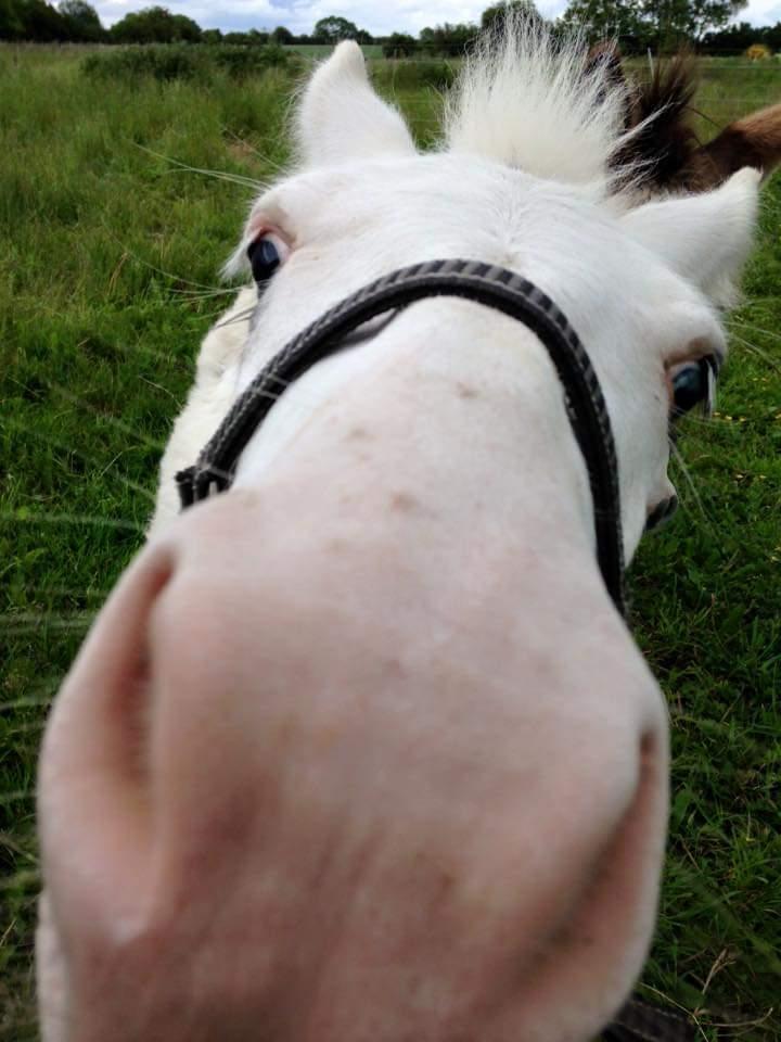 Anden særlig race ztormi billede 13