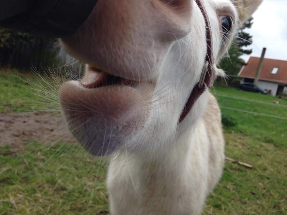 Anden særlig race ztormi billede 14