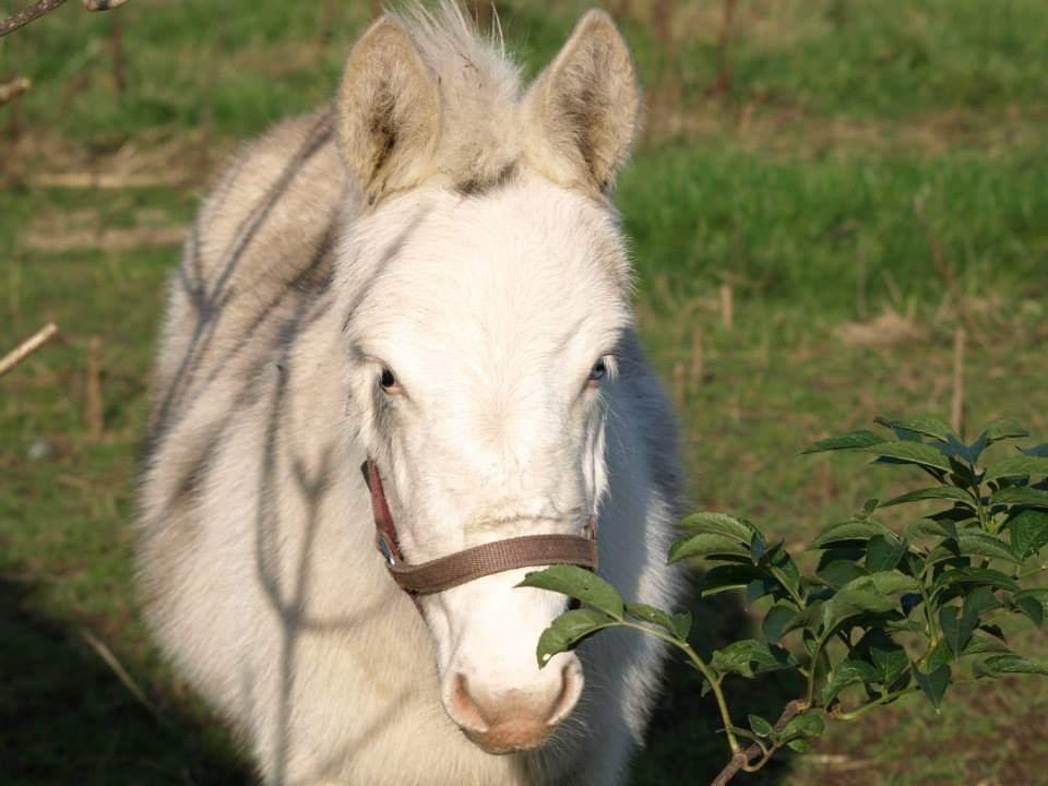 Anden særlig race ztormi billede 15