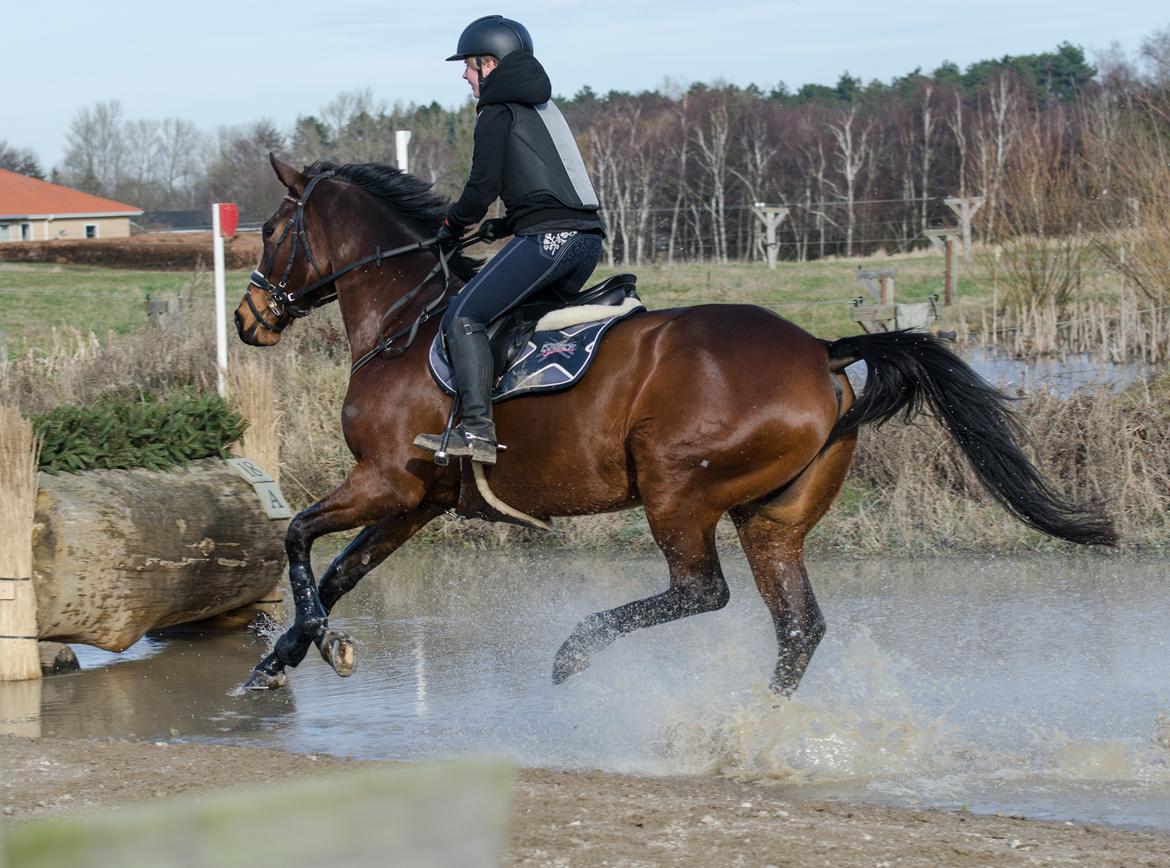 Dansk Varmblod Coco billede 6