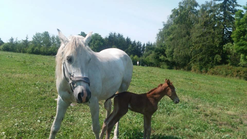 Shagya Araber (SH) Butterhills Khandiz (ejer) billede 10