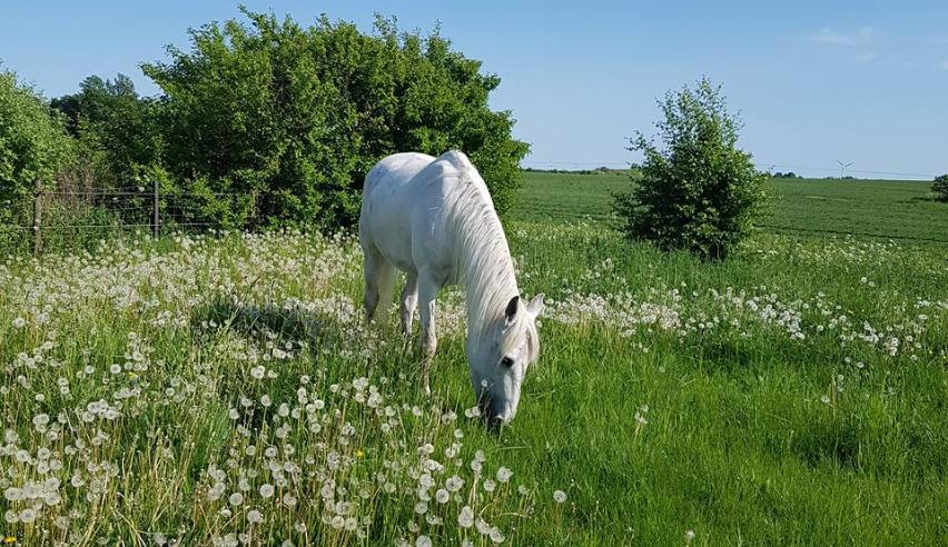 Shagya Araber (SH) Butterhills Khandiz (ejer) billede 11