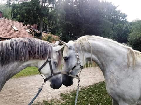 Shagya Araber (SH) Butterhills Khandiz (ejer) billede 15