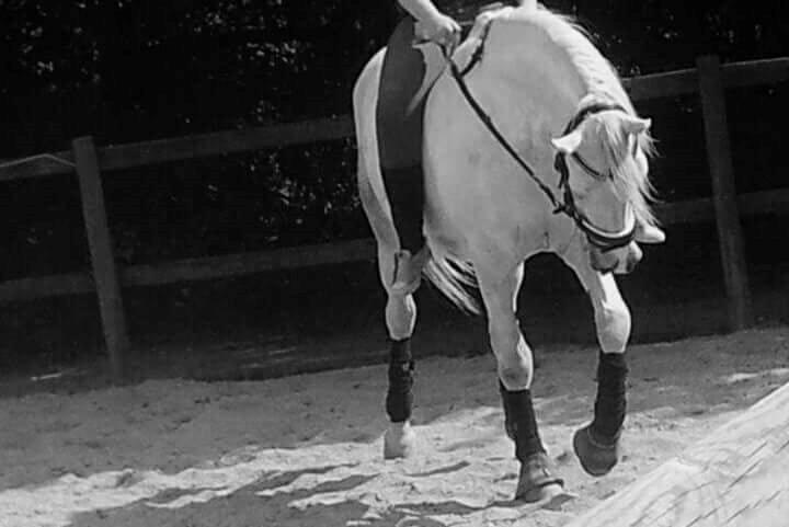 Shagya Araber (SH) Butterhills Khandiz (ejer) billede 12