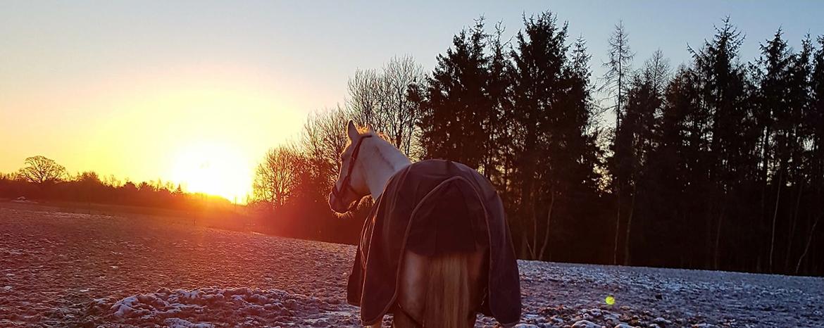 Shagya Araber (SH) Butterhills Khandiz (ejer) billede 13