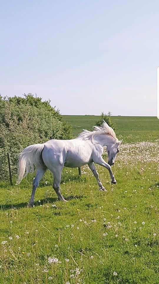 Shagya Araber (SH) Butterhills Khandiz (ejer) billede 17