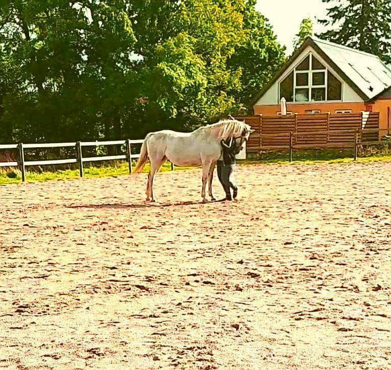 Shagya Araber (SH) Butterhills Khandiz (ejer) billede 14