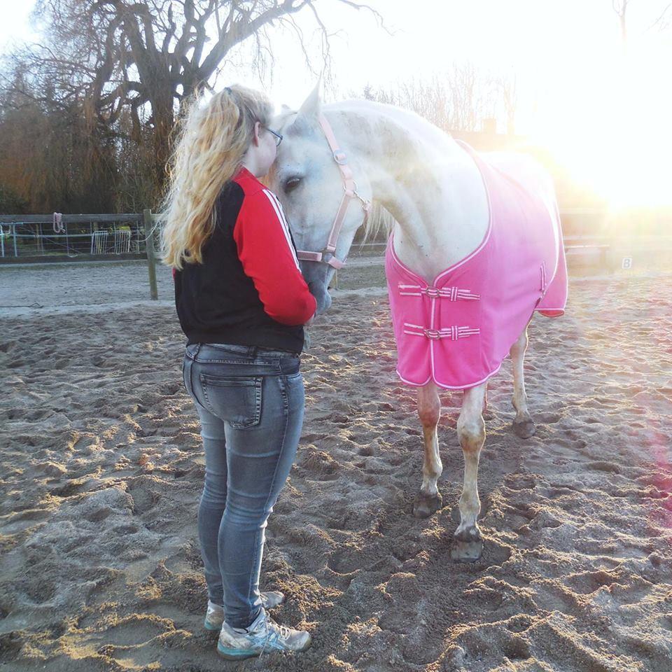 Shagya Araber (SH) Butterhills Khandiz (ejer) billede 16