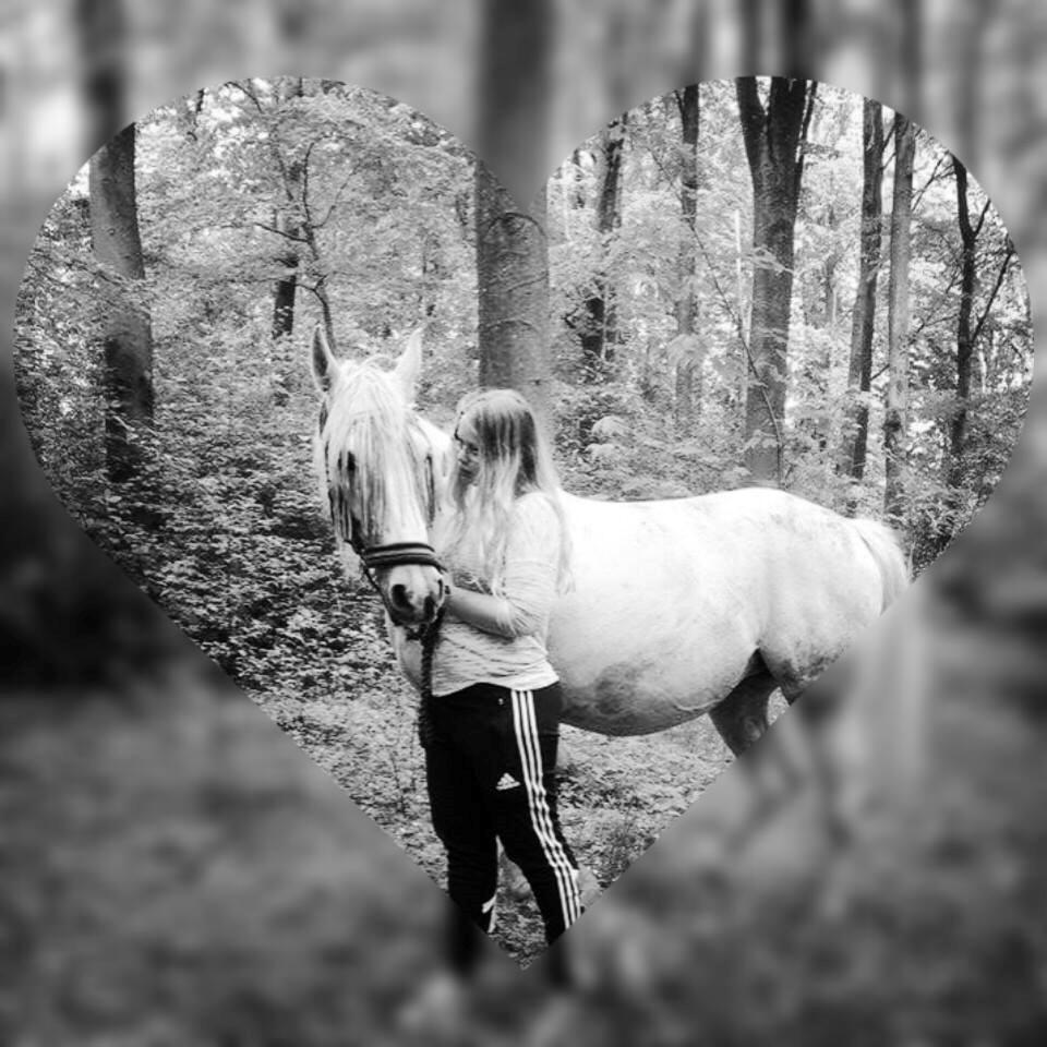 Shagya Araber (SH) Butterhills Khandiz (ejer) billede 19