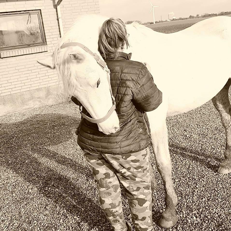 Shagya Araber (SH) Butterhills Khandiz (ejer) billede 20