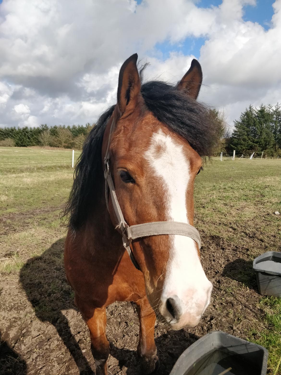 Anden særlig race Luka ( Luksen) billede 2