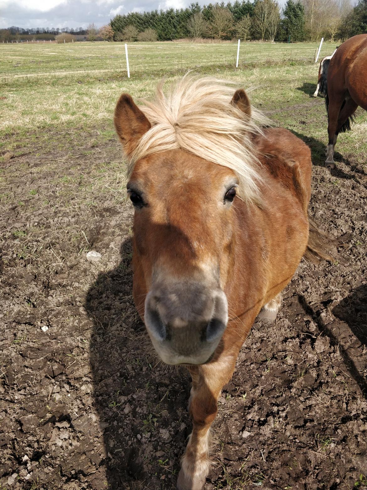 Shetlænder Bella Donna Morsbøl ( Dulle ) billede 3