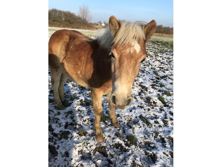 {{currentPhoto.altText}} billede {{currentPhoto.number}}