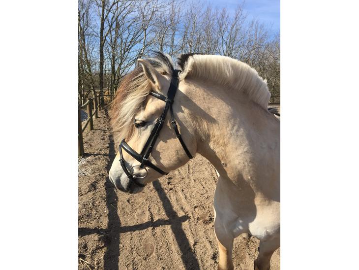 {{currentPhoto.altText}} billede {{currentPhoto.number}}