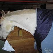 Fuldblod (XX) Mikkel Bomstærk XX(solgt)