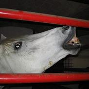 Fuldblod (XX) Mikkel Bomstærk XX(solgt)